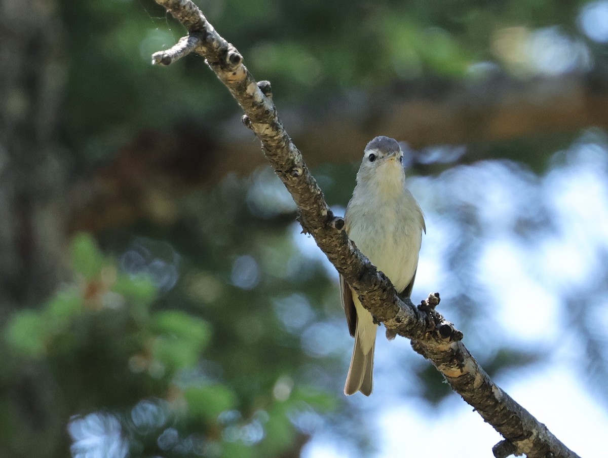 sangvireo - ML620230679