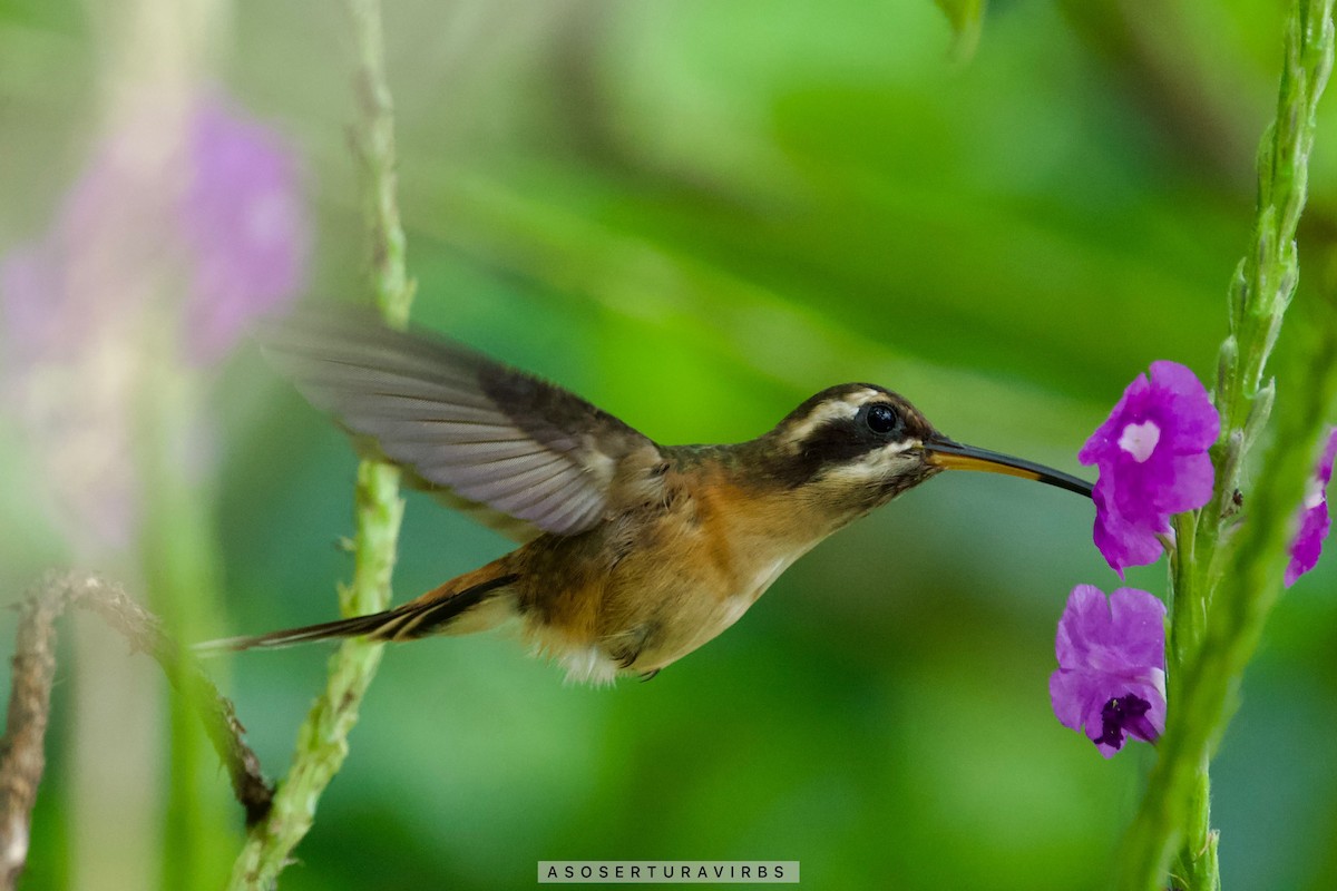 Black-throated Hermit - ML620230690