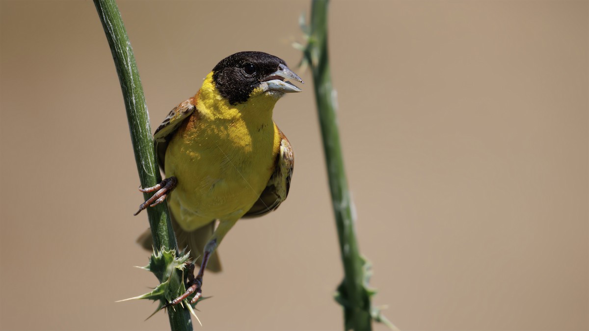 Black-headed Bunting - ML620230697