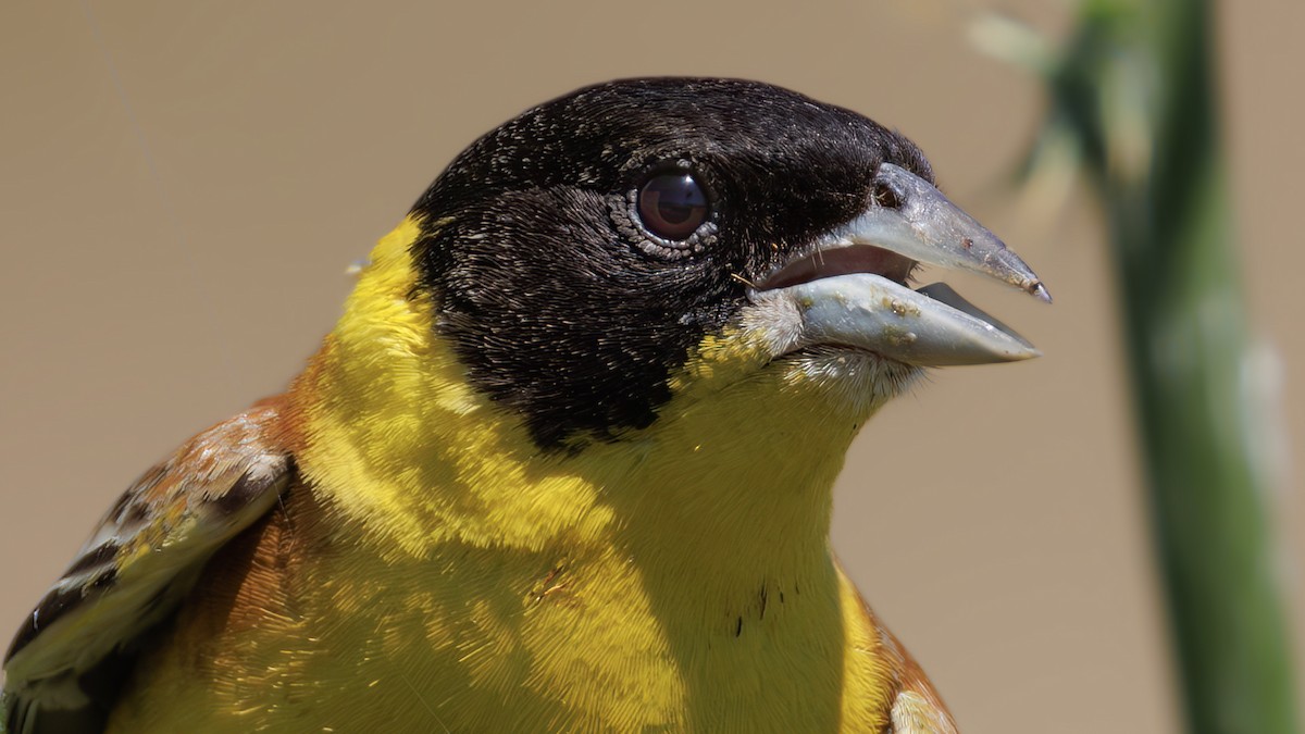 Black-headed Bunting - ML620230698