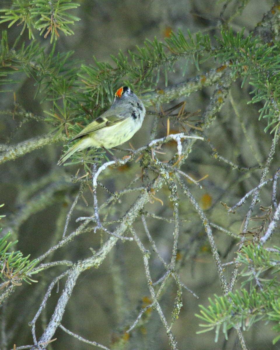 Roitelet à couronne dorée - ML620230703