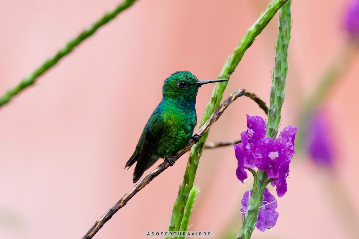 Blue-tailed Emerald - ML620230707