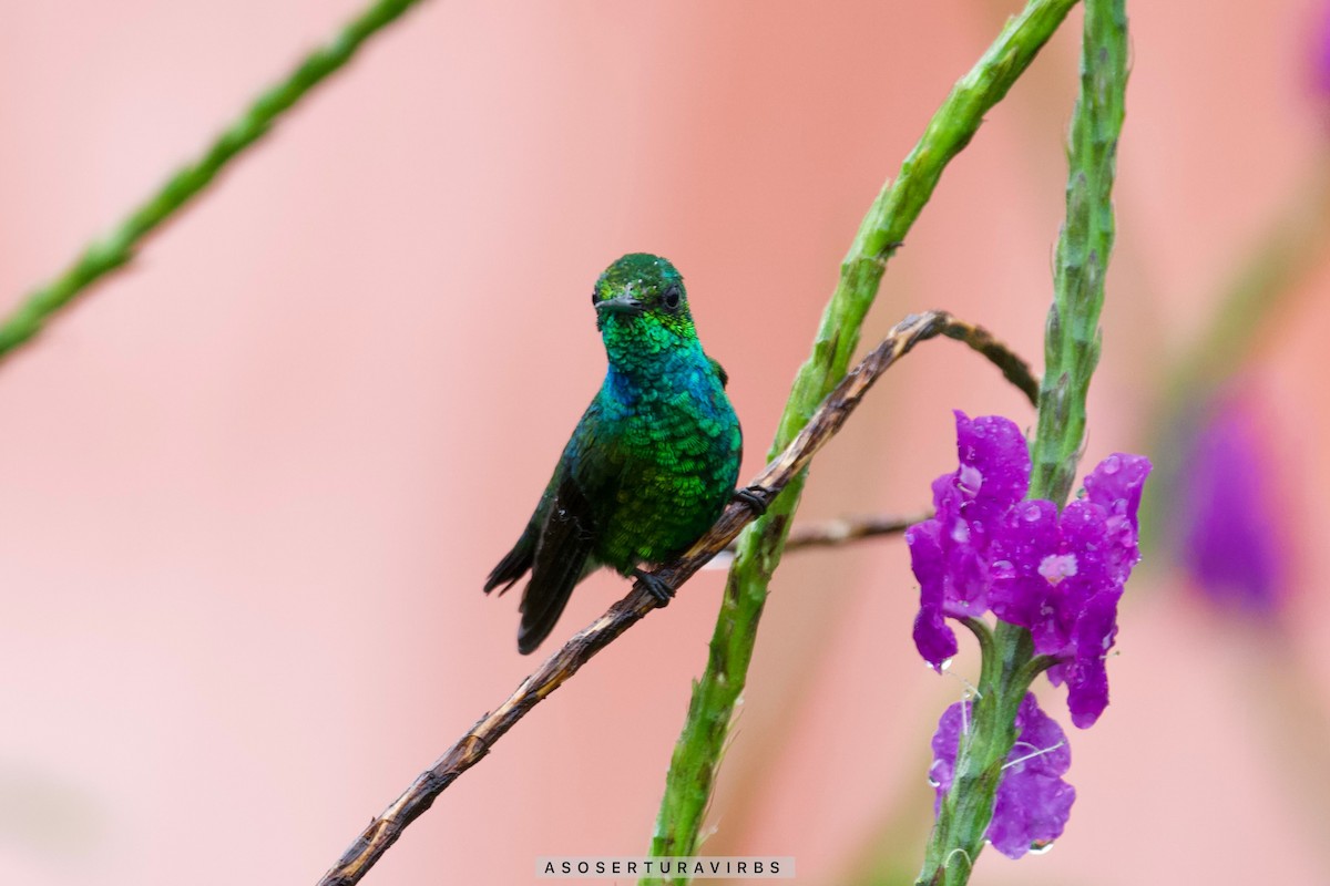 Blue-tailed Emerald - ML620230709