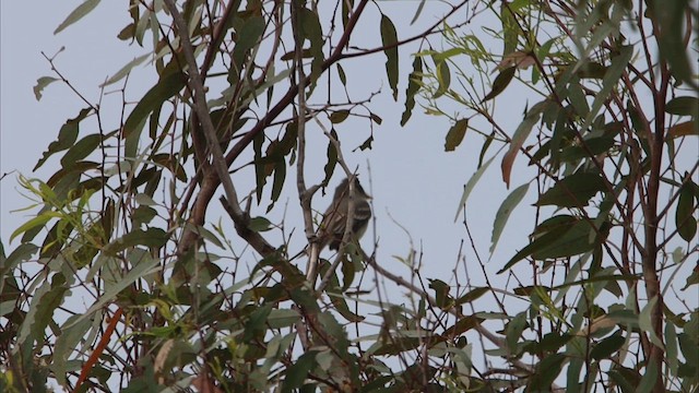 Eastern Wood-Pewee - ML620230717