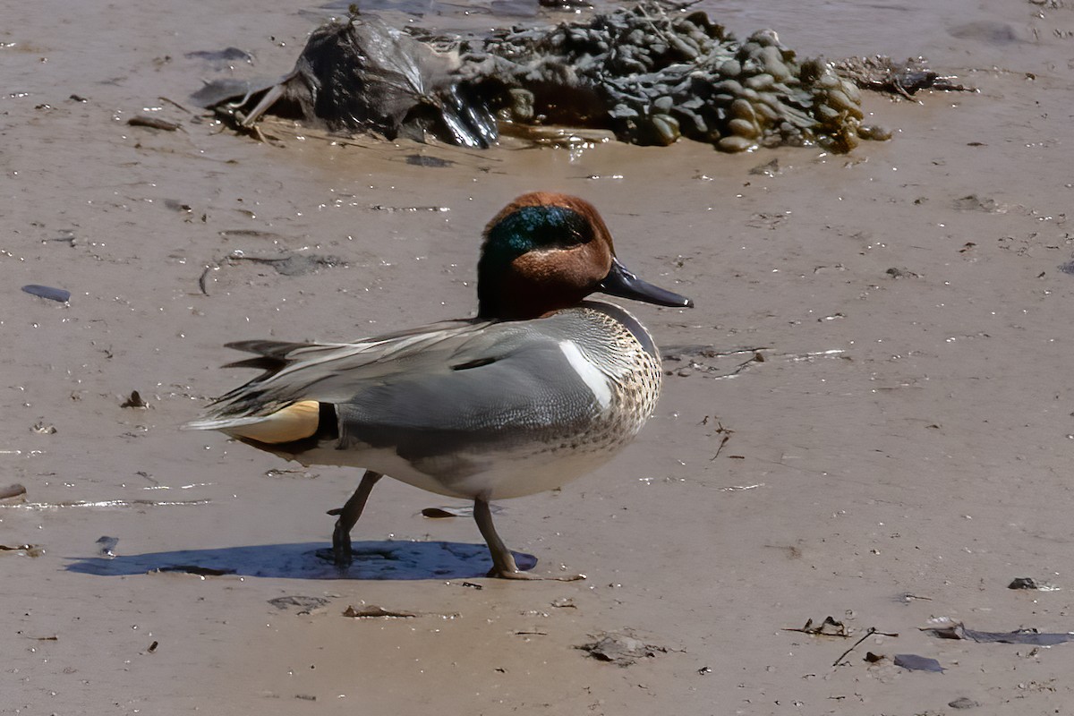 Green-winged Teal - ML620230718