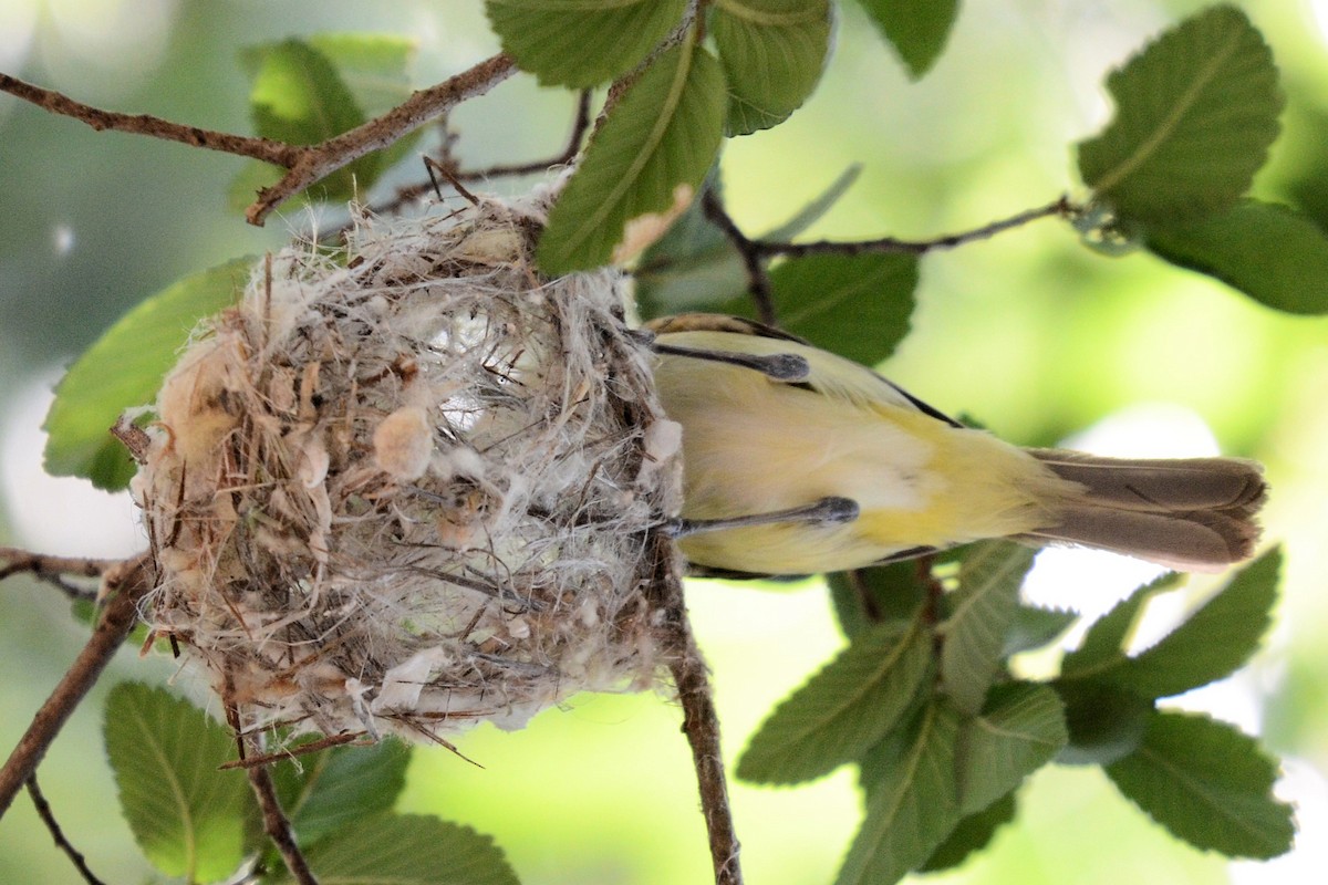 Bell's Vireo - ML620230726