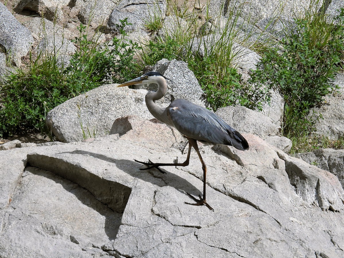 Great Blue Heron - ML620230731