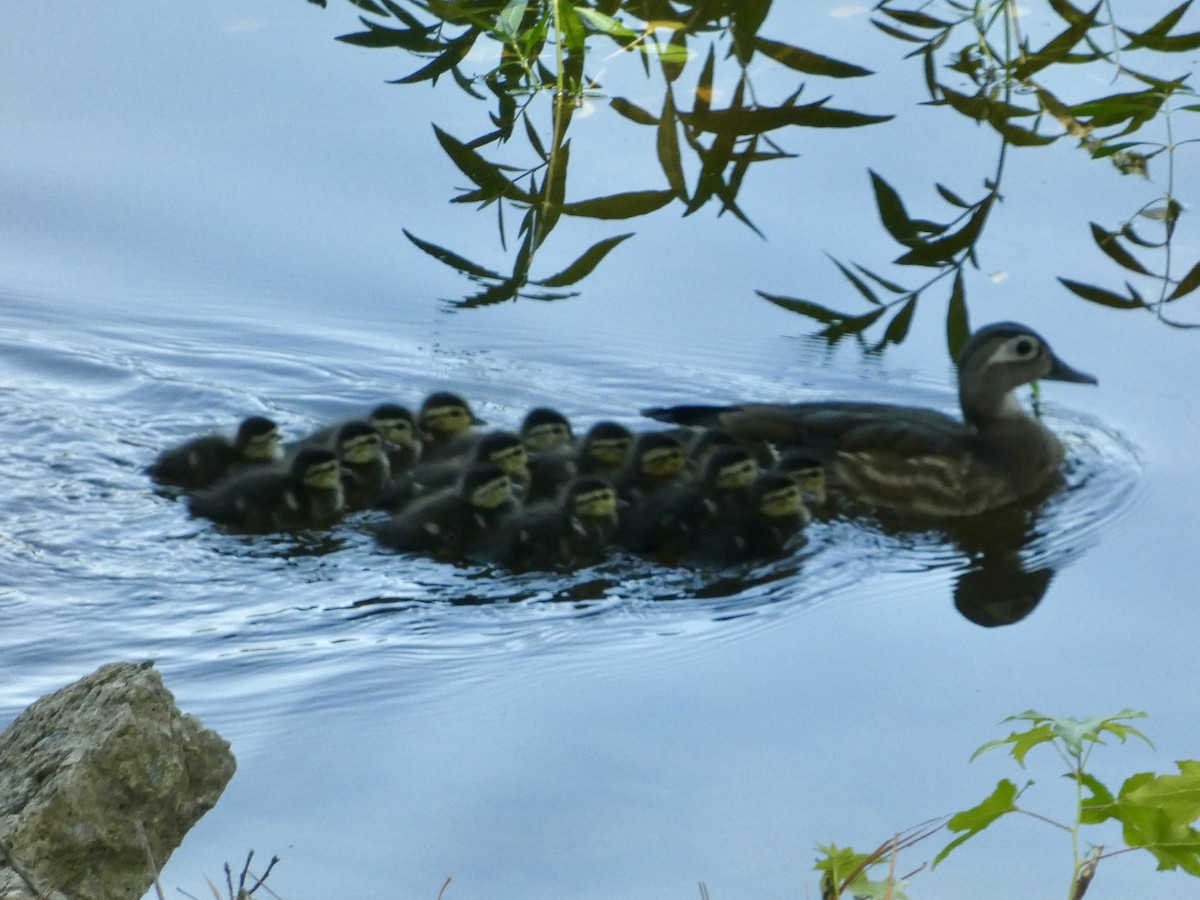 Wood Duck - ML620230741