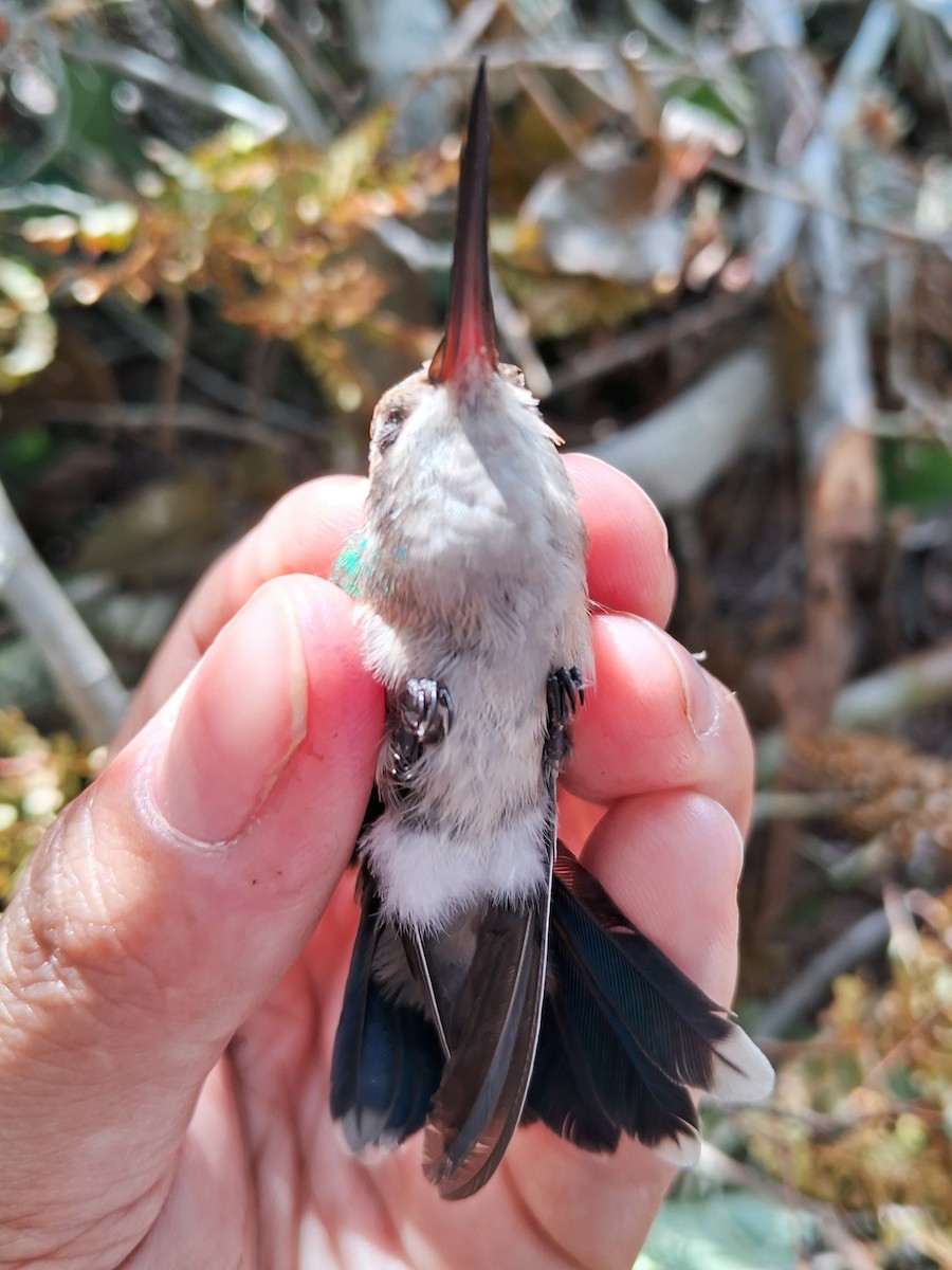 kolibřík lesklobřichý - ML620230747