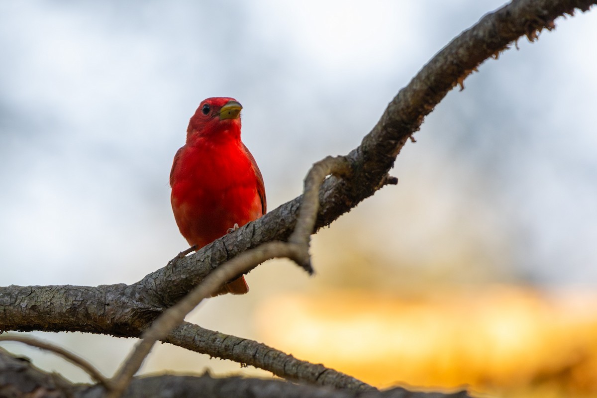 Summer Tanager - ML620230750