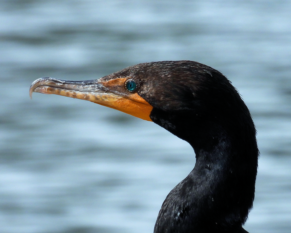 Double-crested Cormorant - ML620230751