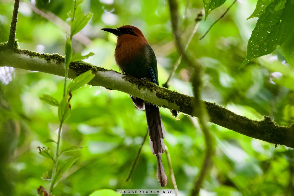 Broad-billed Motmot - ML620230759