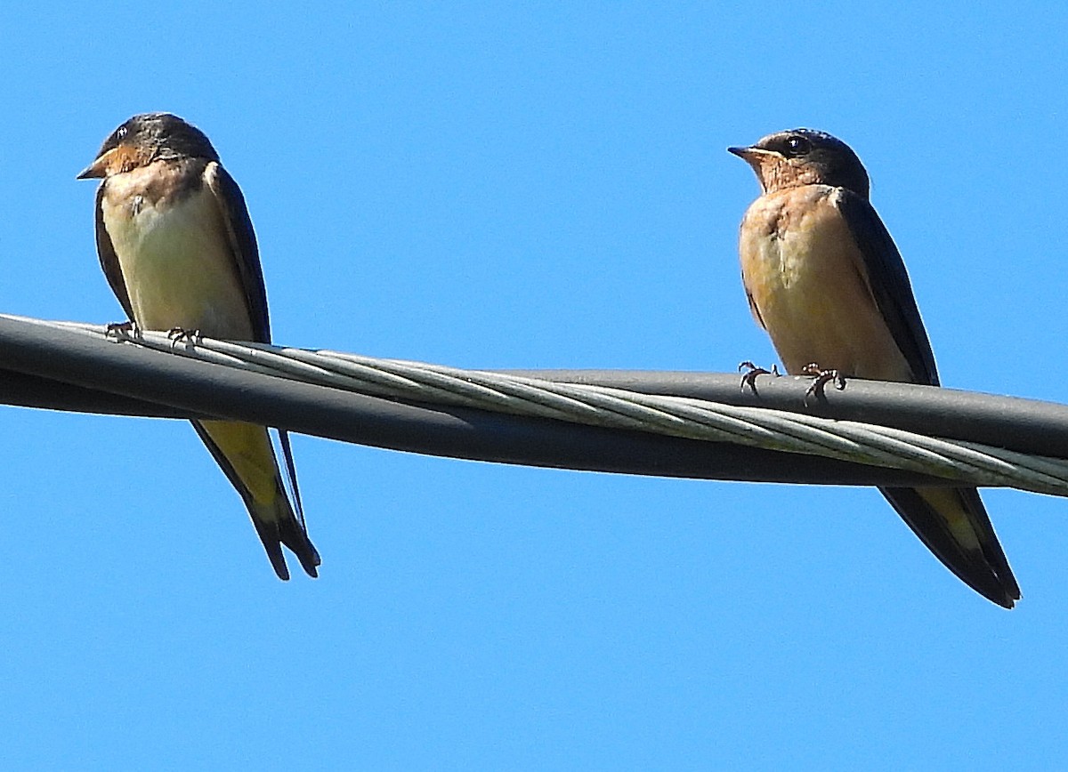 Barn Swallow - ML620230760