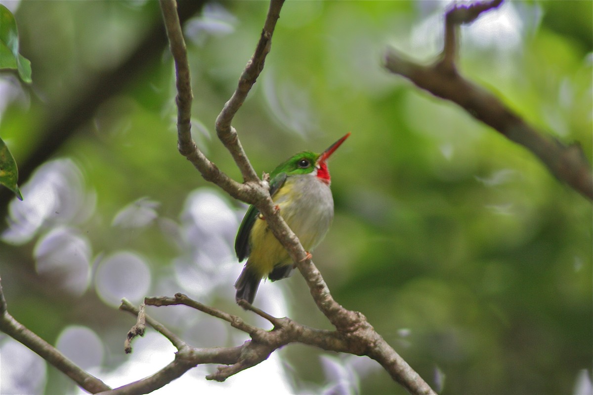 Puerto Rican Tody - ML620230765