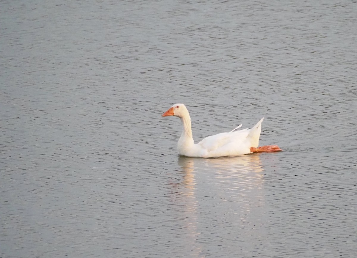 Domestic goose sp. (Domestic type) - ML620230769