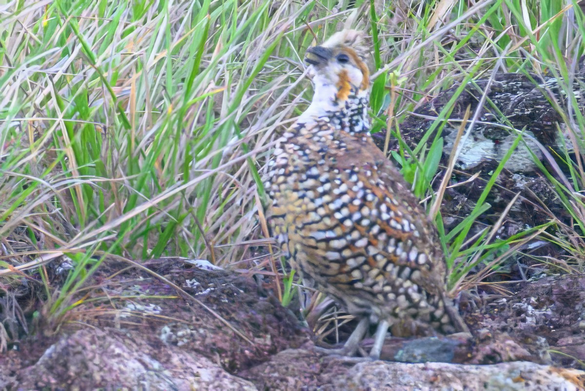 Crested Bobwhite - ML620230771