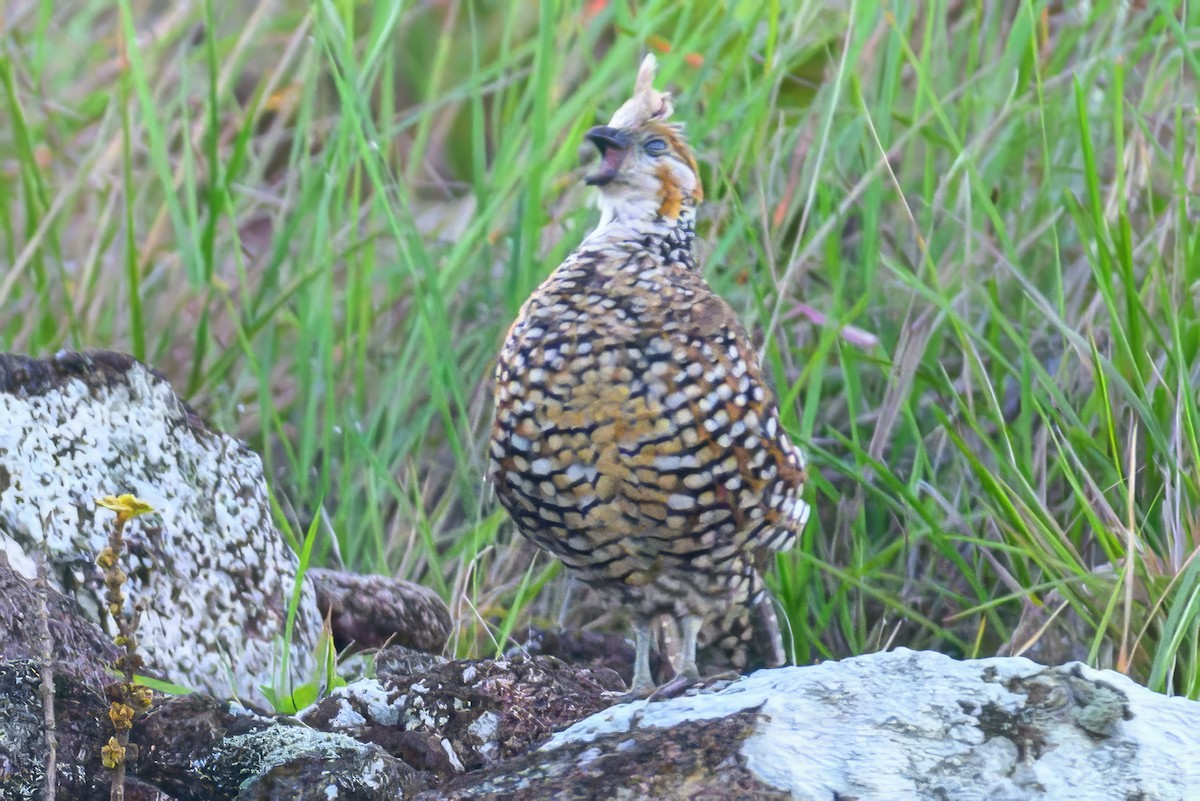 Crested Bobwhite - ML620230772