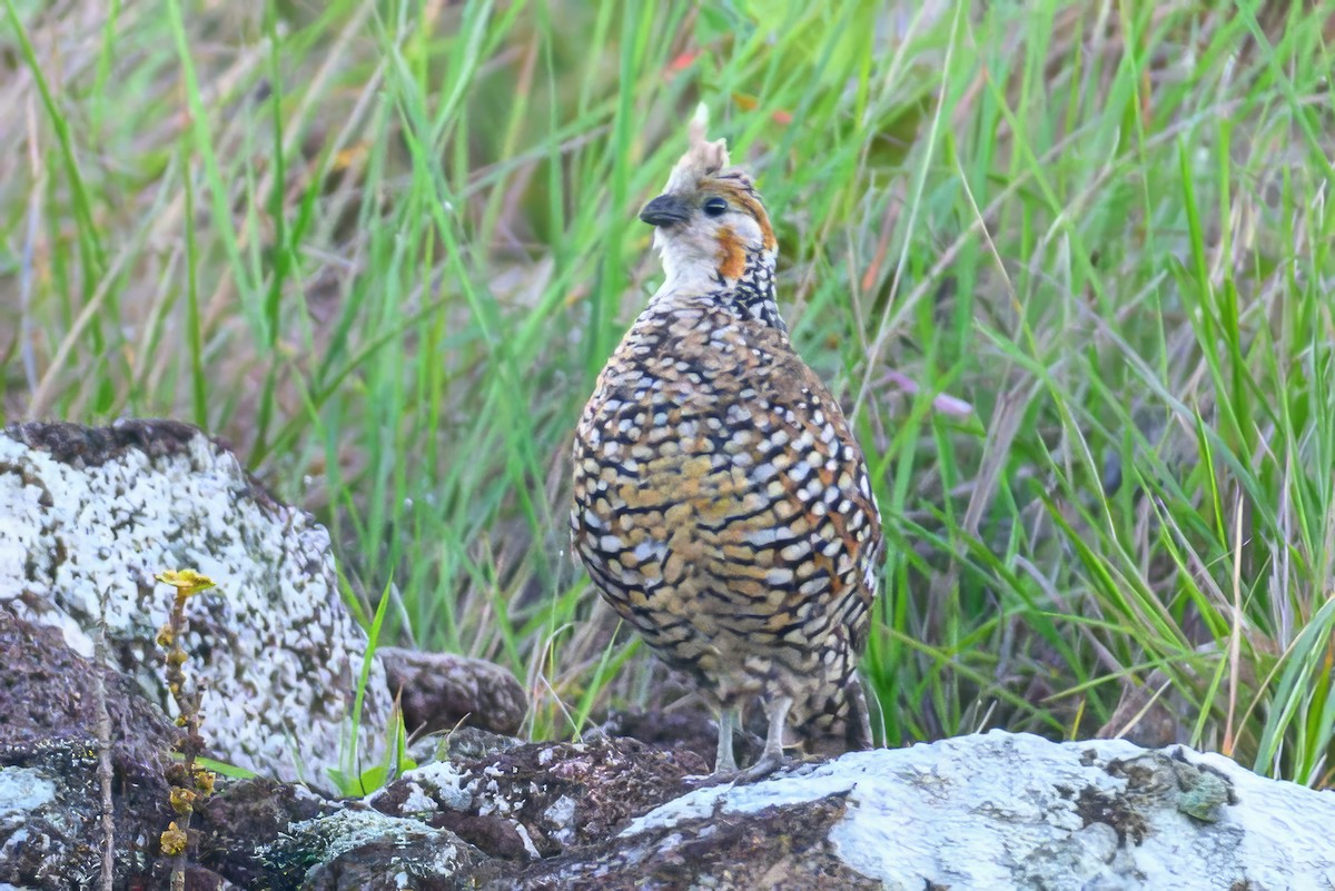 Crested Bobwhite - ML620230774