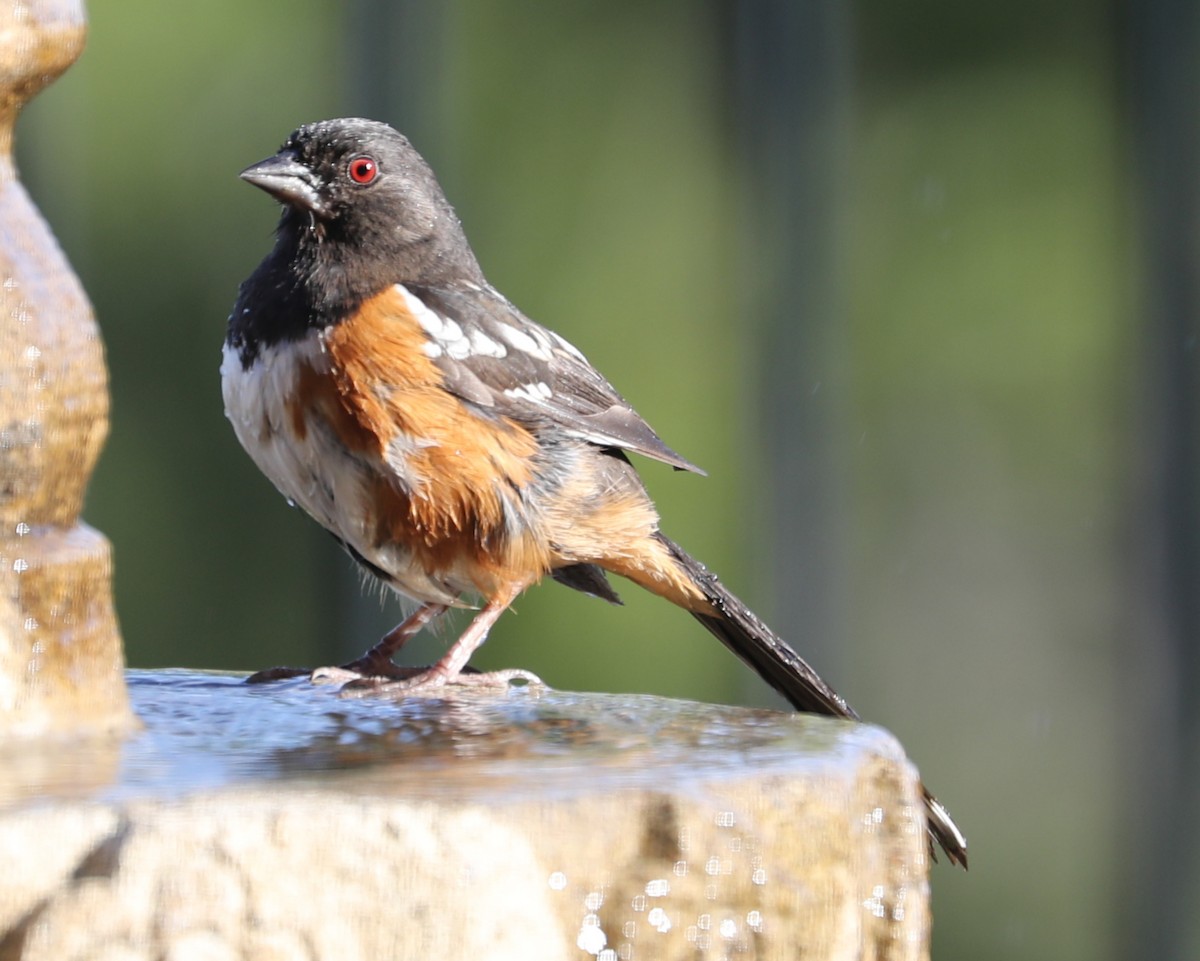 Spotted Towhee - ML620230782