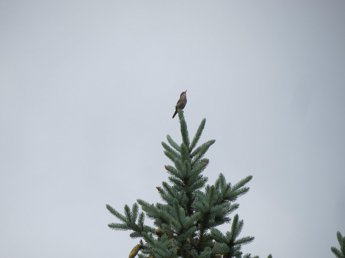 House Wren - ML620230794