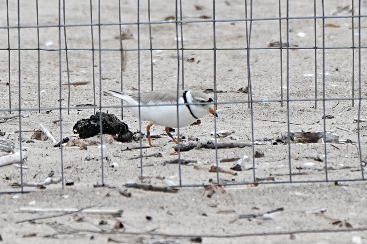 Piping Plover - ML620230799