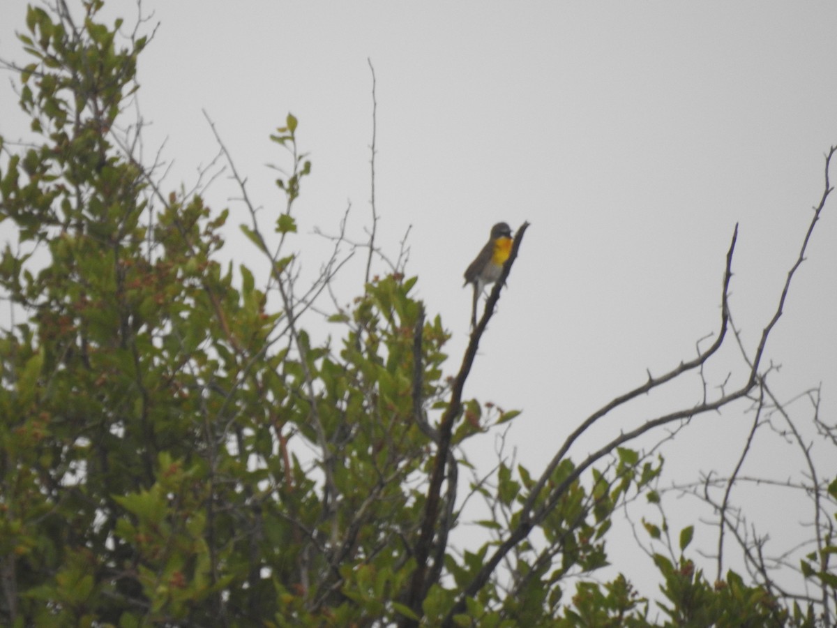 Yellow-breasted Chat - ML620230800
