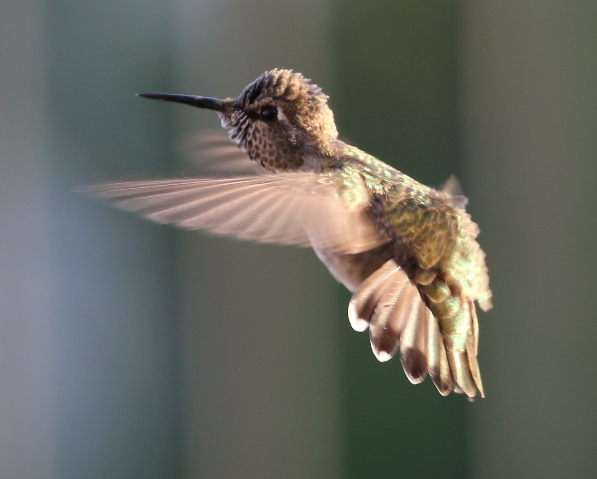 hummingbird sp. - ML620230802