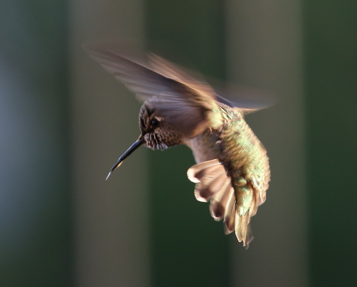 hummingbird sp. - ML620230803
