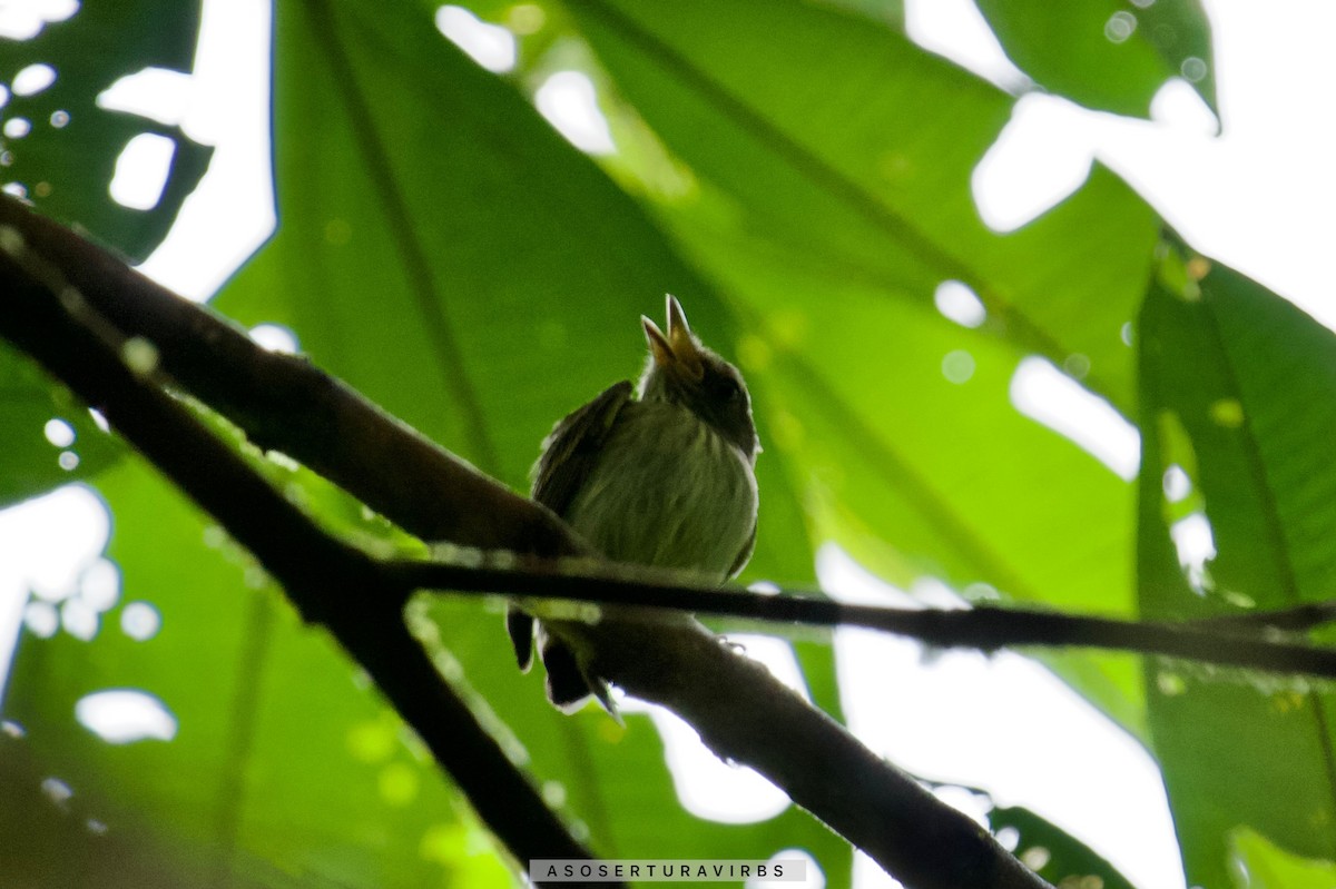 Double-banded Pygmy-Tyrant - ML620230805