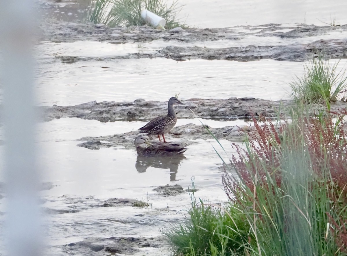 Canard colvert ou C. du Mexique - ML620230809