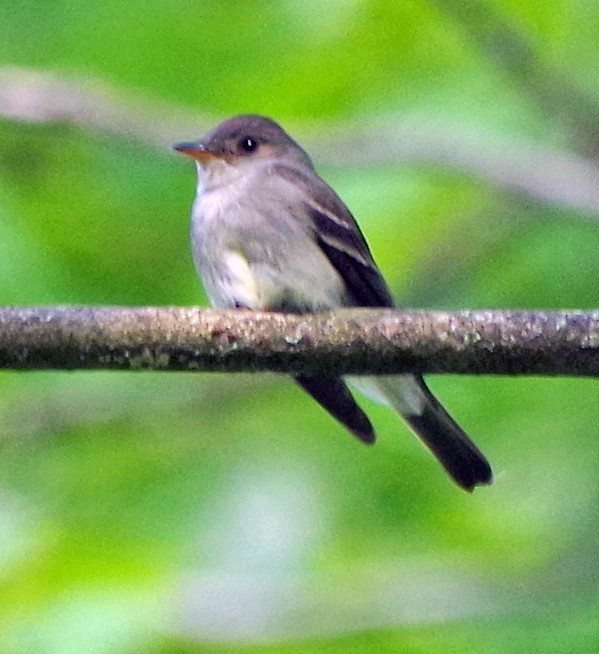 Eastern Wood-Pewee - ML620230814