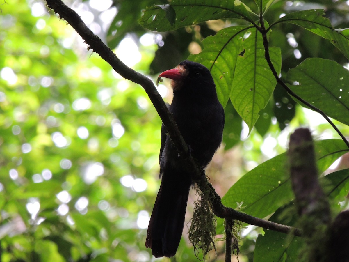 White-fronted Nunbird - ML620230816