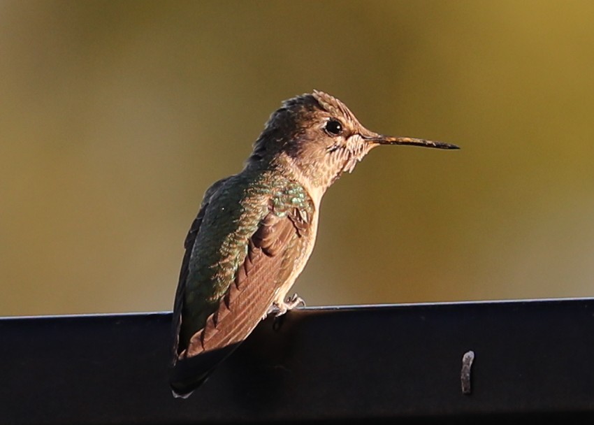 hummingbird sp. - ML620230818