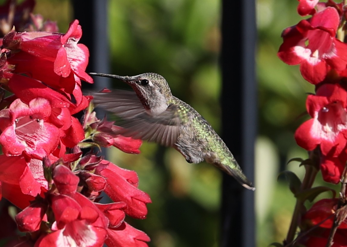 hummingbird sp. - ML620230819