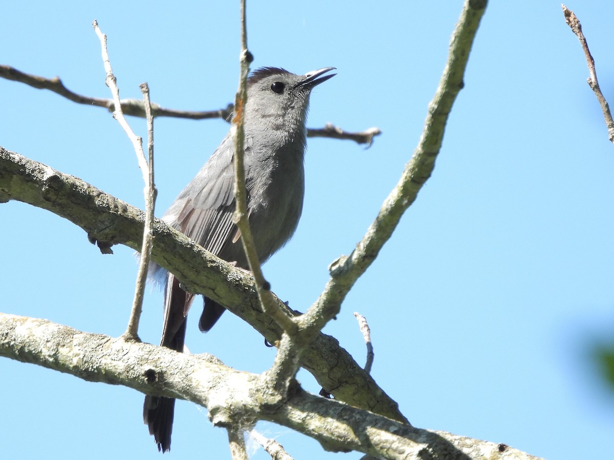 Gray Catbird - ML620230826