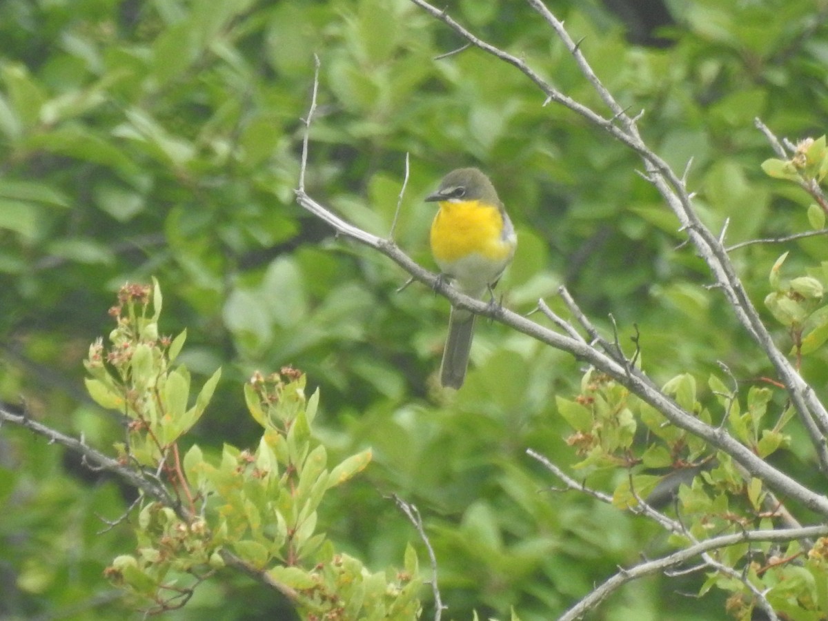 Yellow-breasted Chat - ML620230827