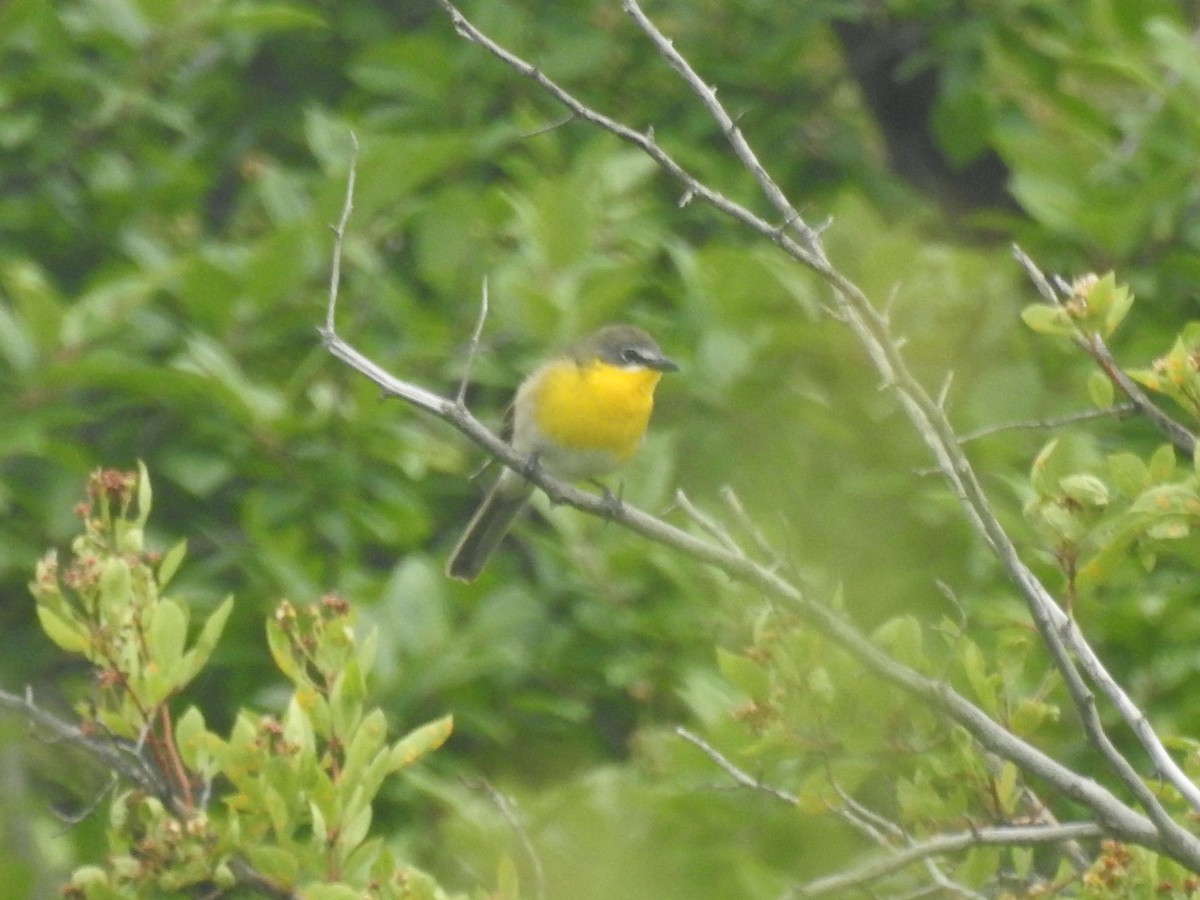 Yellow-breasted Chat - ML620230830