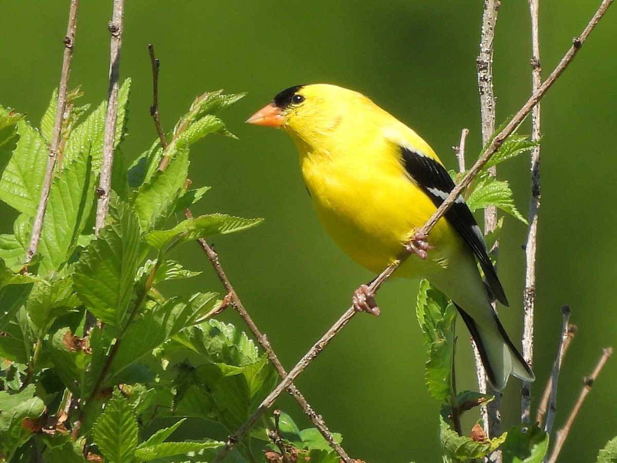 American Goldfinch - ML620230835