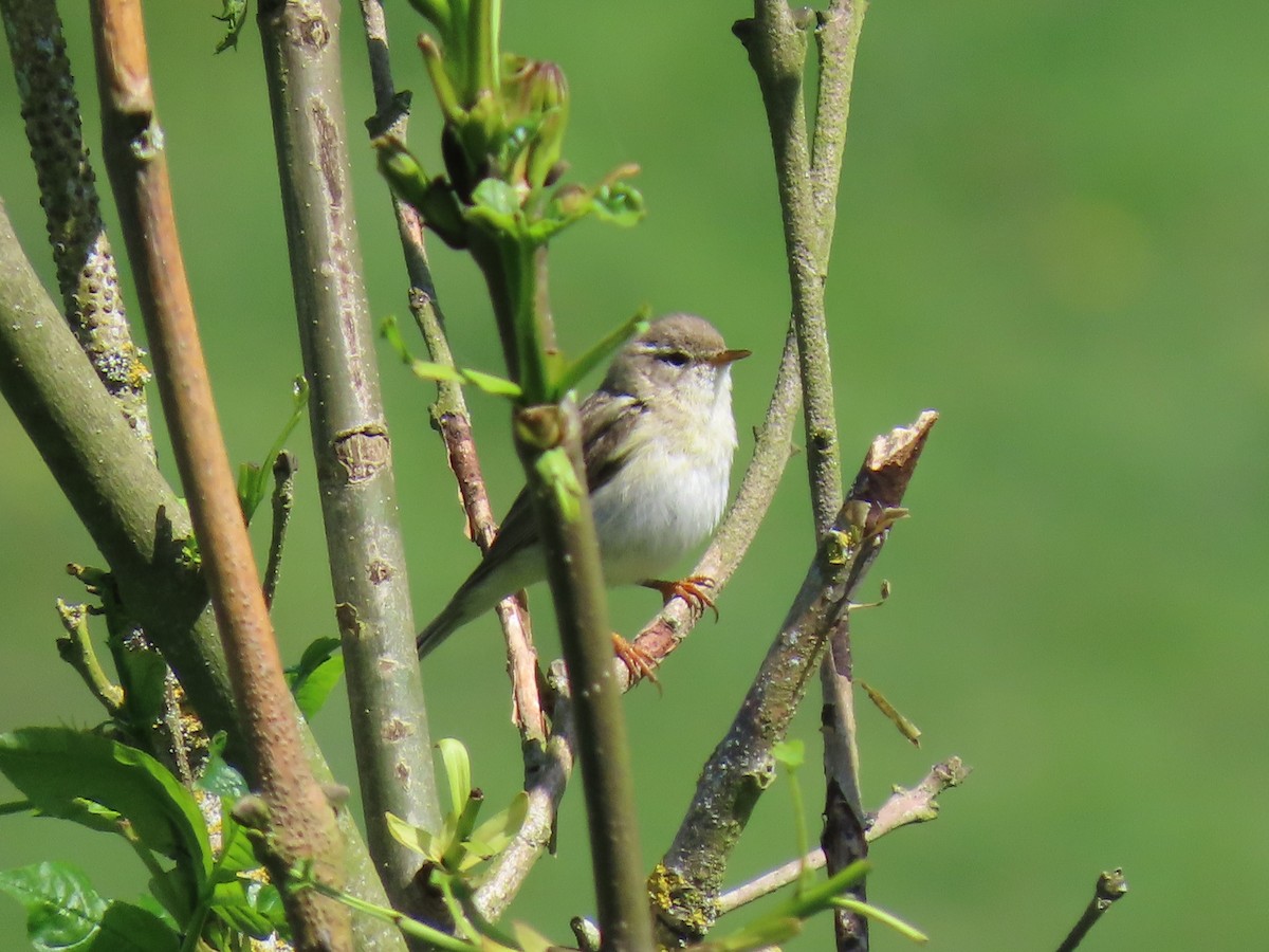 Willow Warbler - ML620230846