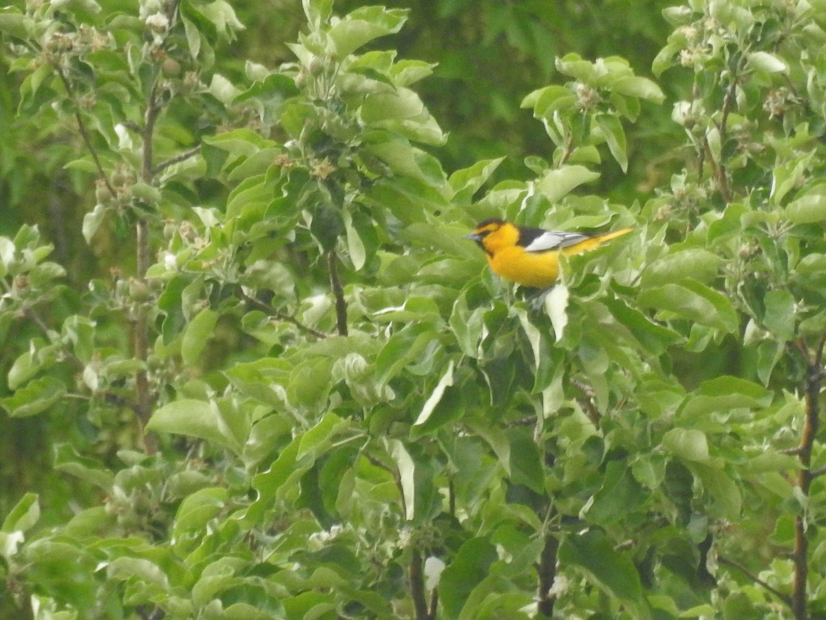 Bullock's Oriole - ML620230847