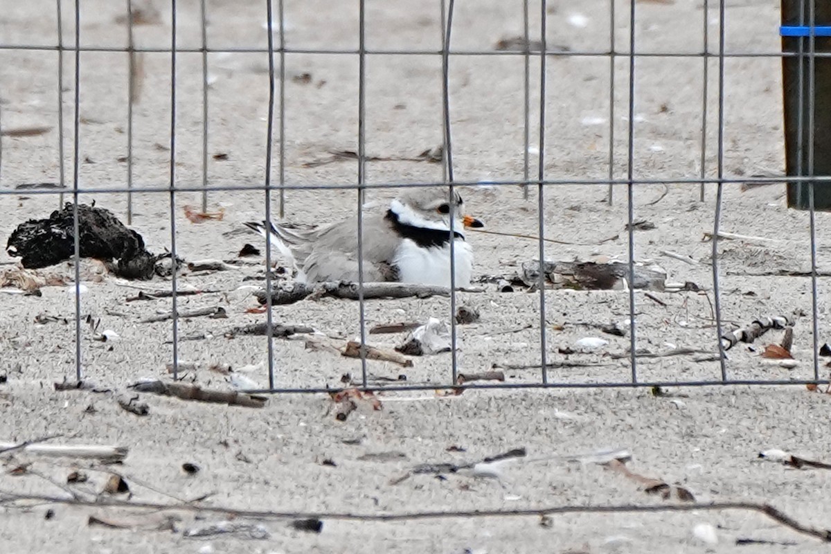 Piping Plover - ML620230848