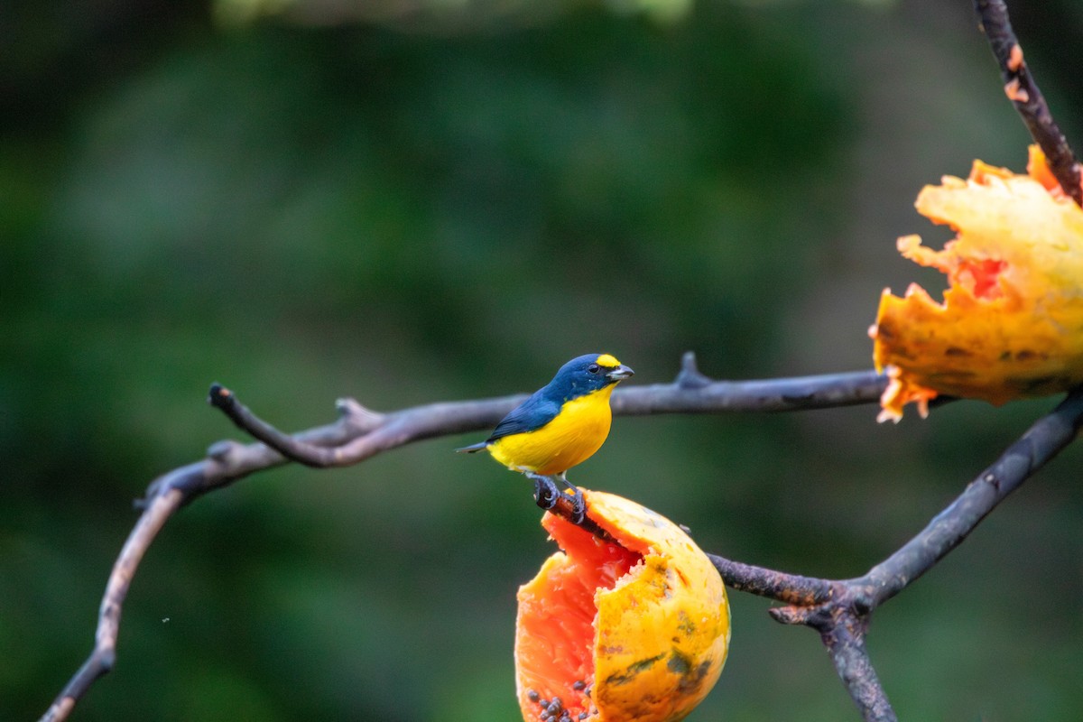 Yellow-crowned Euphonia - ML620230859