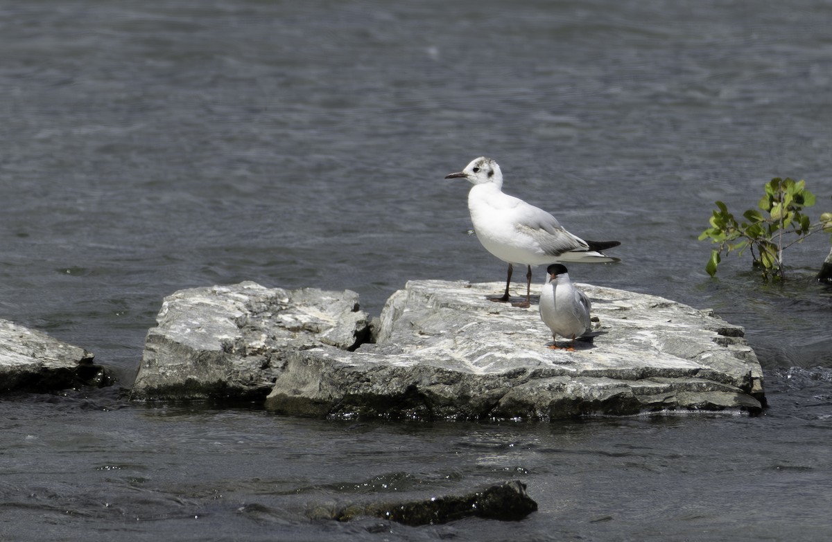 Mouette rieuse - ML620230861