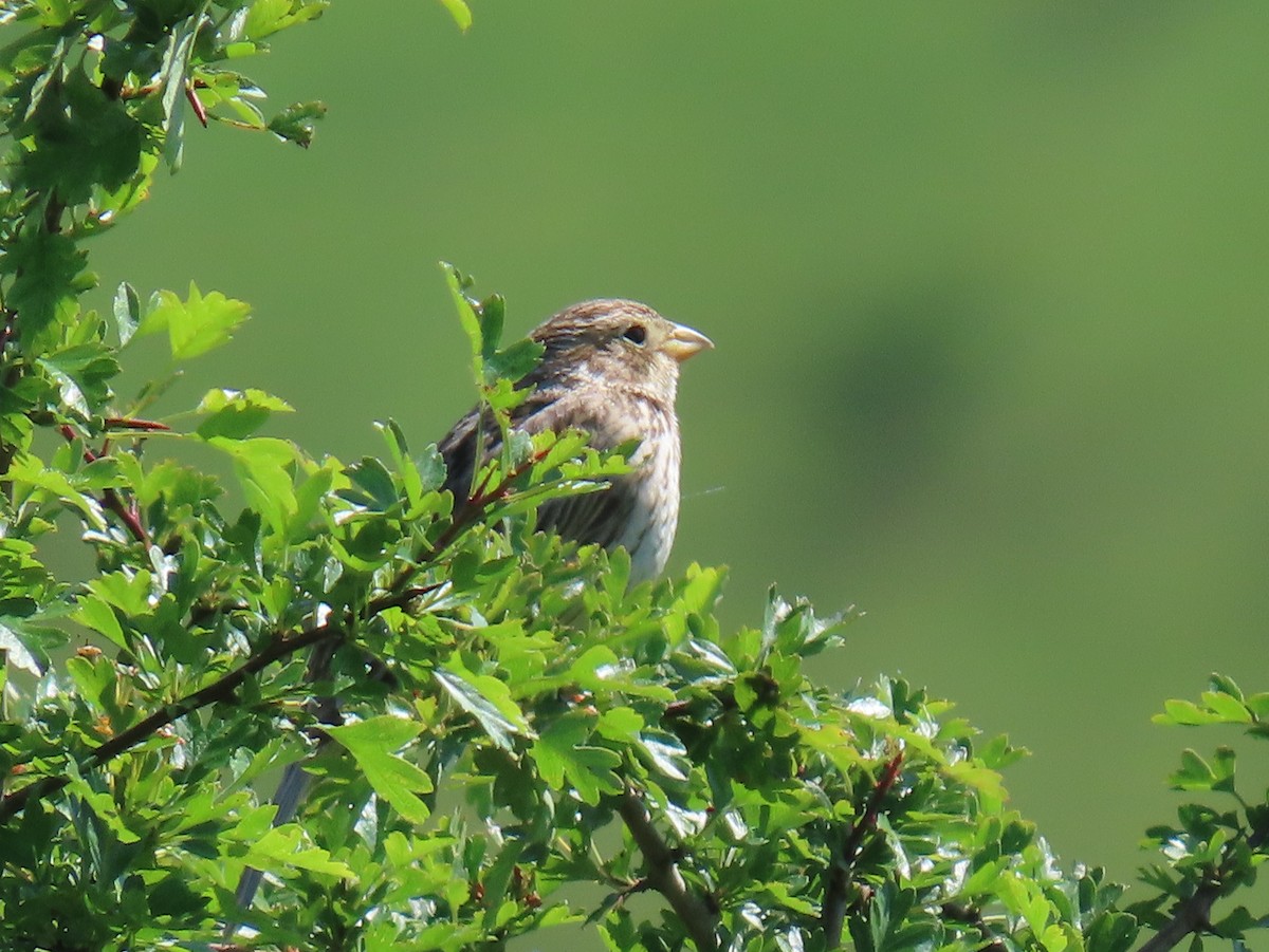 Corn Bunting - ML620230862