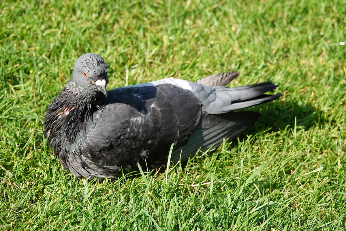 Rock Pigeon (Feral Pigeon) - ML620230864