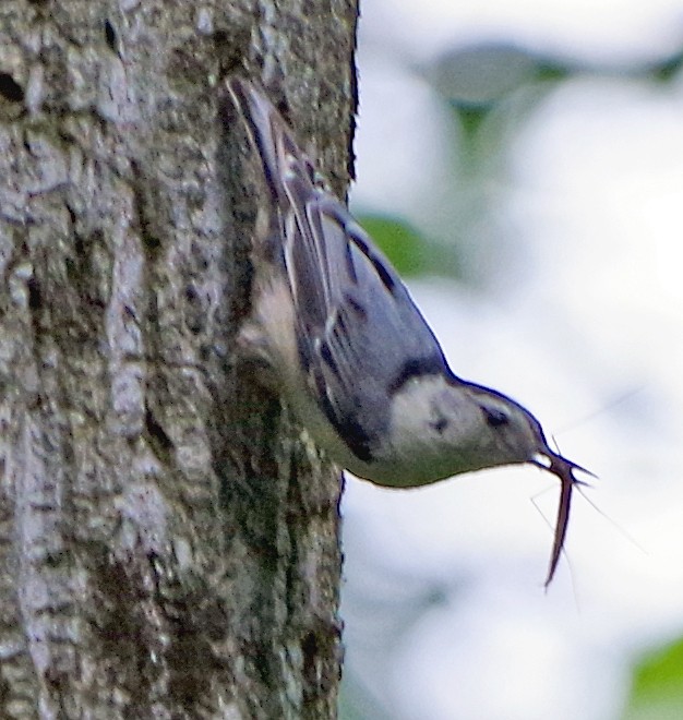 White-breasted Nuthatch (Eastern) - ML620230873