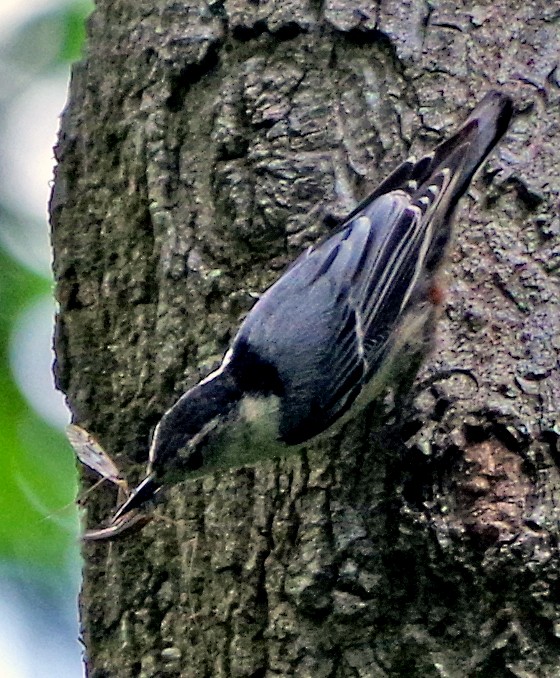 White-breasted Nuthatch (Eastern) - ML620230874
