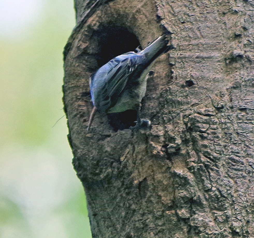 White-breasted Nuthatch (Eastern) - ML620230875