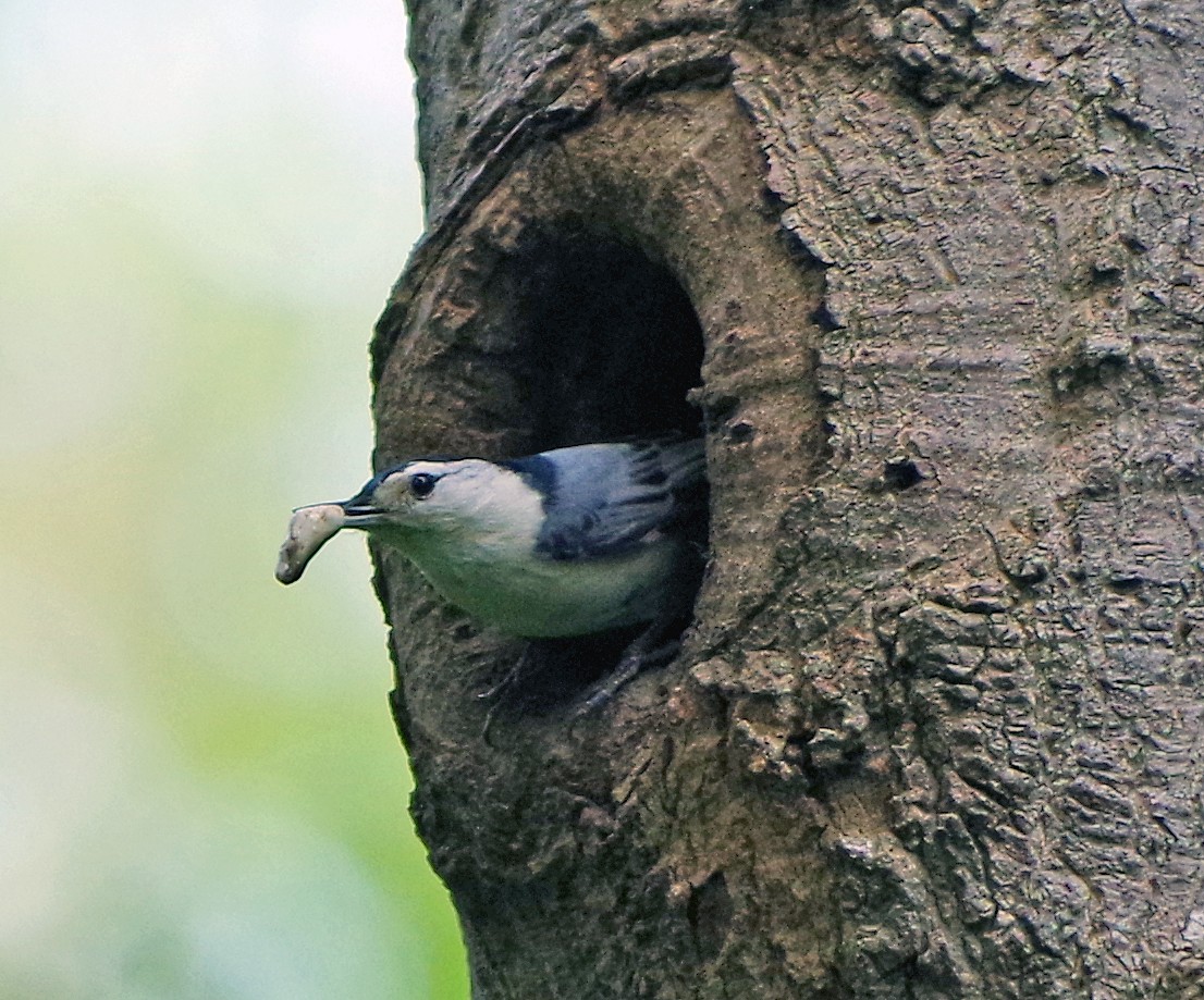 Beyaz Göğüslü Sıvacı (carolinensis) - ML620230876