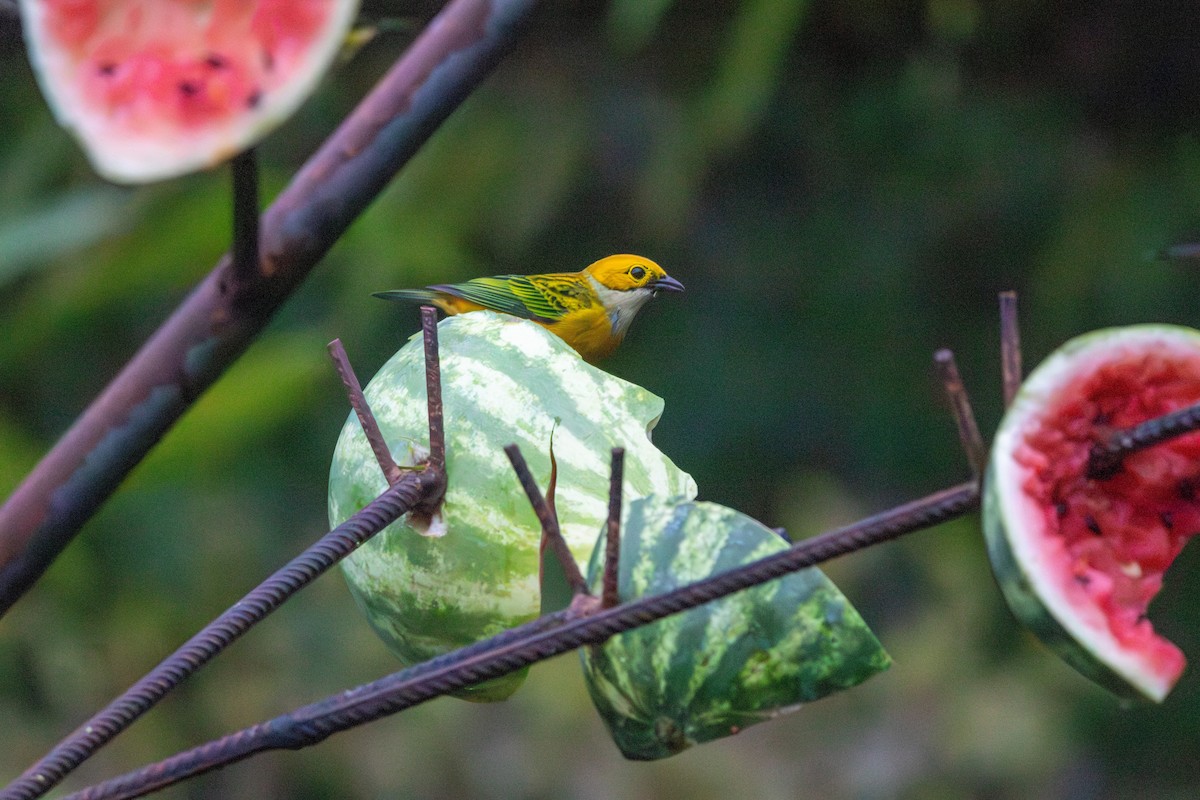 Silver-throated Tanager - ML620230881